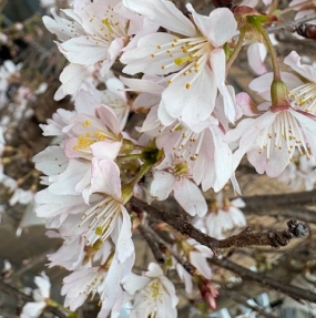 明日は。